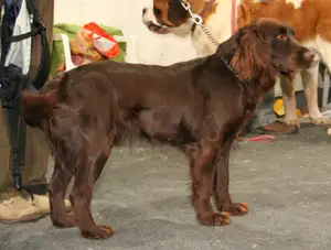 Duitse Wachtelhund