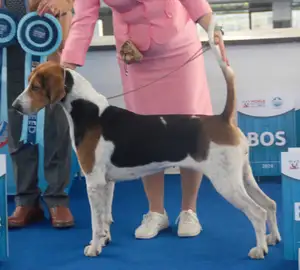 English Foxhound