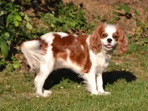 English Toy Spaniel