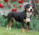 Entlebucher Alpenhond