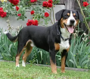 Entlebucher Alpenhond