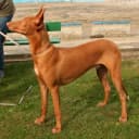Farao Hound