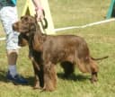 Field Spaniel