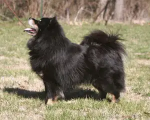 Finse Lapphund