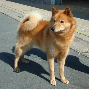 Finse Spitz