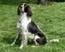 French Spaniel