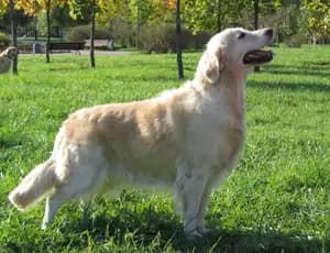 Golden Retriever