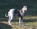 Greyhound