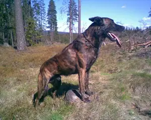 Hollandse Herder