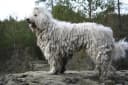 Hongaarse Komondor