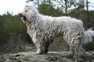 Hongaarse Komondor