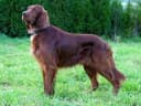 Ierse Setter