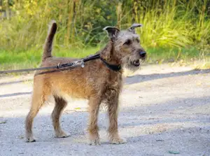 Ierse Terrier