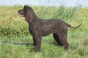 Ierse Water Spaniel
