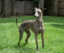 Italiaanse Greyhound