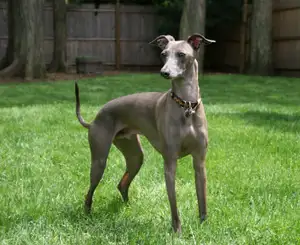 Italiaanse Greyhound