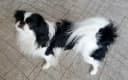 Japanse Spaniel