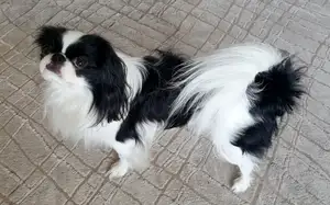 Japanse Spaniel