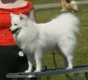 Japanse Spitz