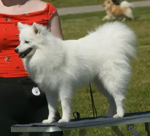 Japanse Spitz