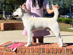 Jindo