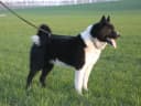 Karelië Berenhond