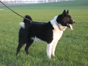 Karelië Berenhond