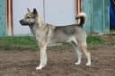 Kishu Ken