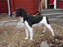 Kleine Münsterländer
