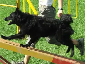 Kroatische Herder