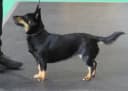 Lancashire Heeler
