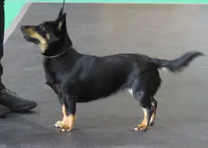 Lancashire Heeler