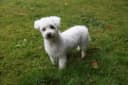 Maltezer