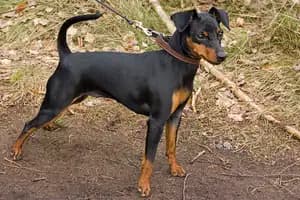 Miniatuur Pinscher