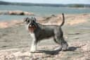 Miniatuur Schnauzer