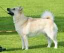 Noorse Buhund