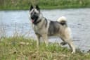 Noorse Elkhound
