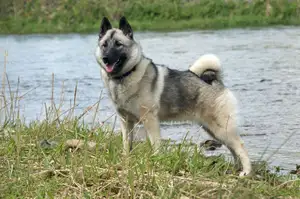 Noorse Elkhound