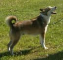 Noorse Lundehund