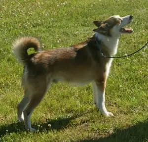 Noorse Lundehund