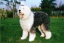 Oud Engelse Sheepdog