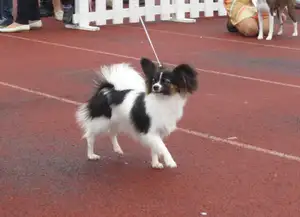 Papillon