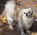 Pekingees