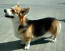 Pembroke Welshe Corgi