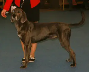 Plott Hound