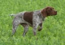 Pointer