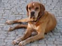 Portugese Pointer