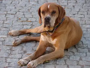 Portugese Pointer