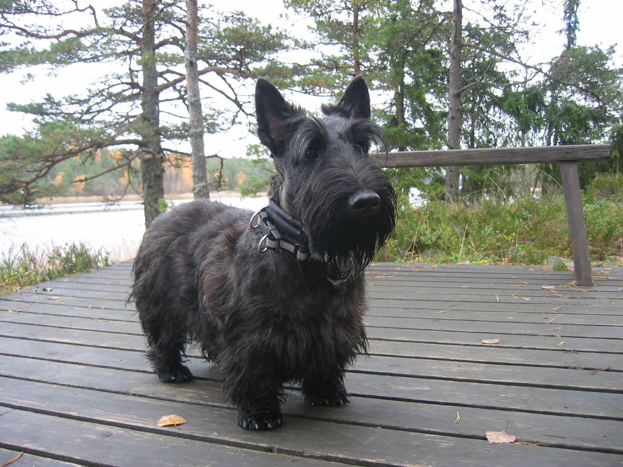 narujen, CC BY 2.0 <https://creativecommons.org/licenses/by/2.0>, via Wikimedia Commons