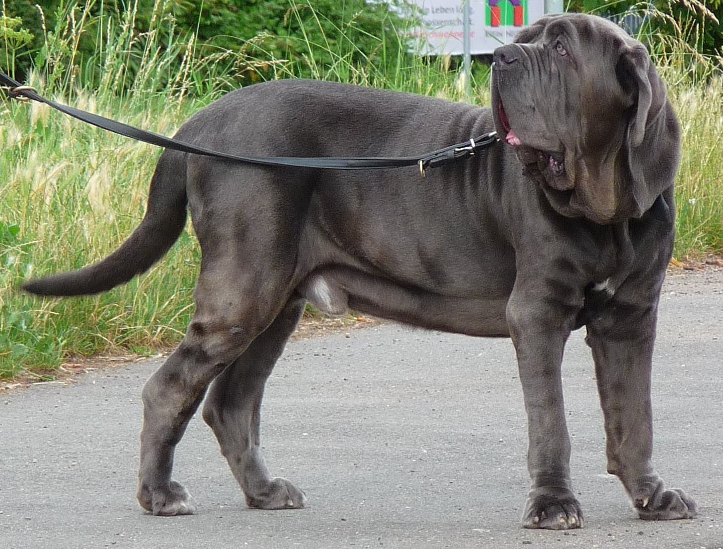 Mastino_Napoletano_Rüde.JPG: 3268zauberderivative work: Anka Friedrich, CC BY-SA 3.0 <https://creativecommons.org/licenses/by-sa/3.0>, via Wikimedia Commons